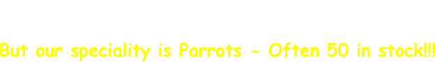 Finches, Macaws, Budgies, Parakeets and Conures 
or singing Canaries are all here!!
But our speciality is Parrots - Often 50 in stock!!!